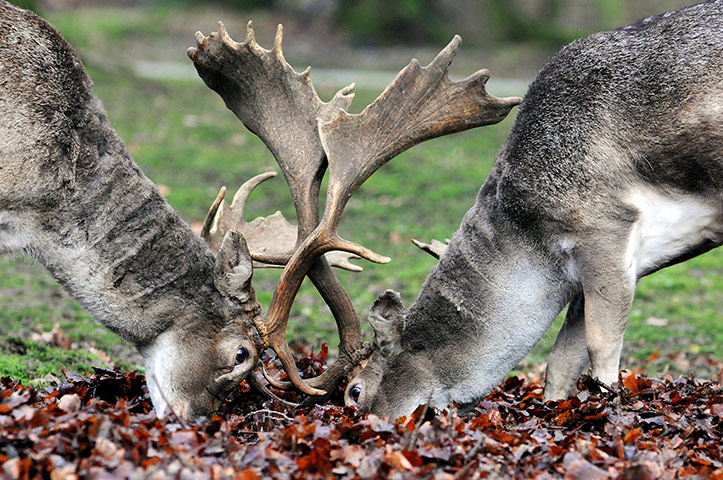 week in wildlife: Two fallow deers Foraging at Wildlife Park