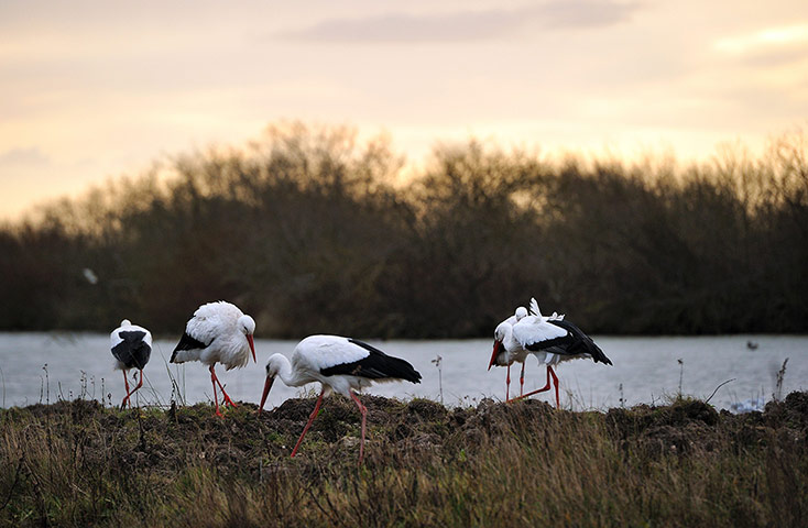 week in wildlife: Storks are displayed at the ornithological park of Marquenterre