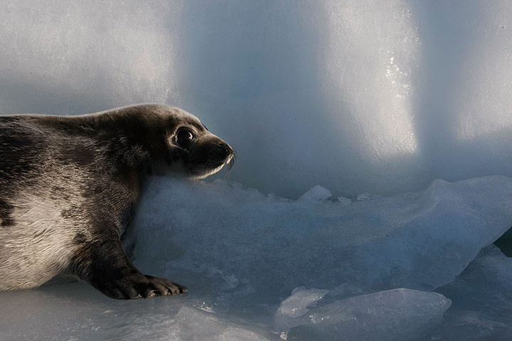 week in wildlife: harp seal pupt