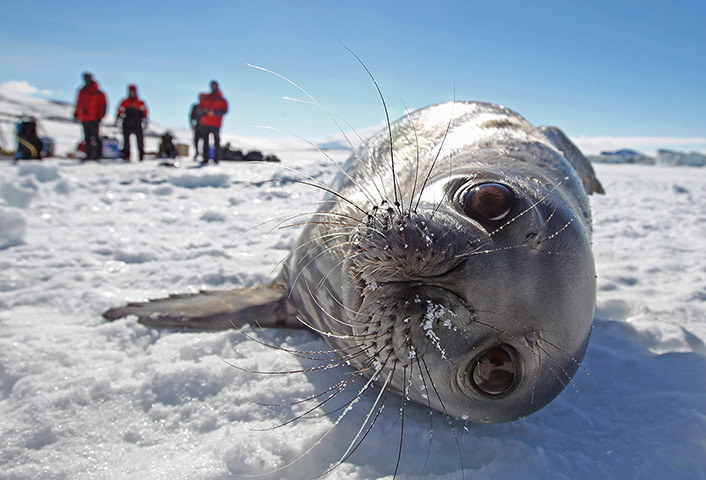 24 hours in pictures:  Weddell seal basks in the sun on sea ice after emerging from a hole