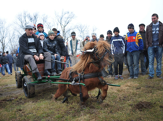 Epiphany: Romanians ride on a pony and cart during Epiphany in Pietrosani 
