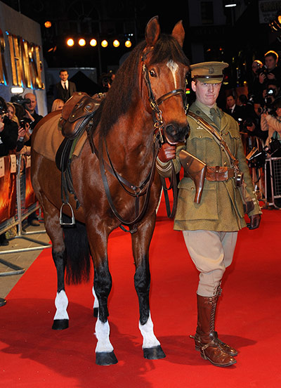 War Horse UK premiere: War Horse UK premiere
