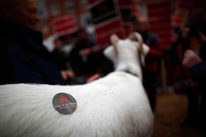 24 hours: Concord, New Hampshire, USA: A goat at a Republican candidates' debate 