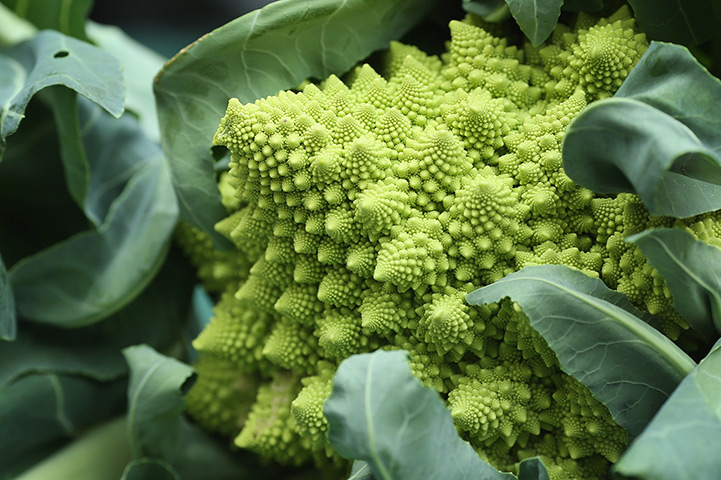 Harvest festival: A Romanesque broccoli is displayed