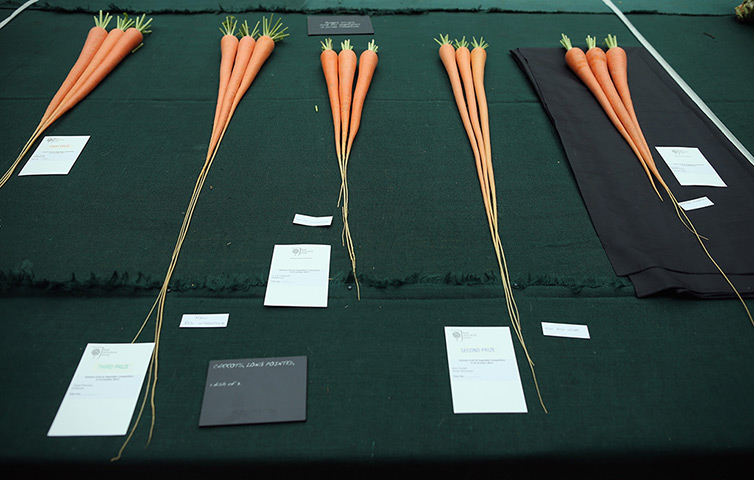 Harvest festival: A selection of large carrots 