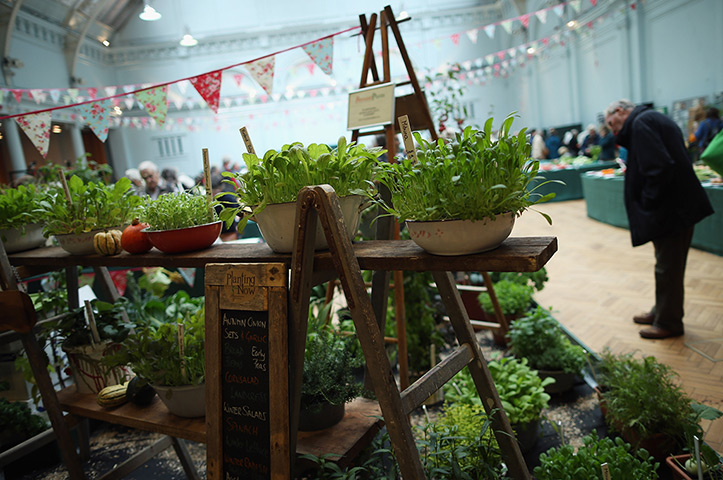 Harvest festival: A selection of mustards and Mibuna