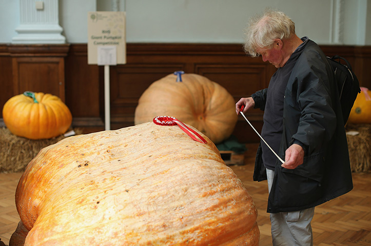 Harvest festival: A man takes a measurement of a prize-winning pumpkin 
