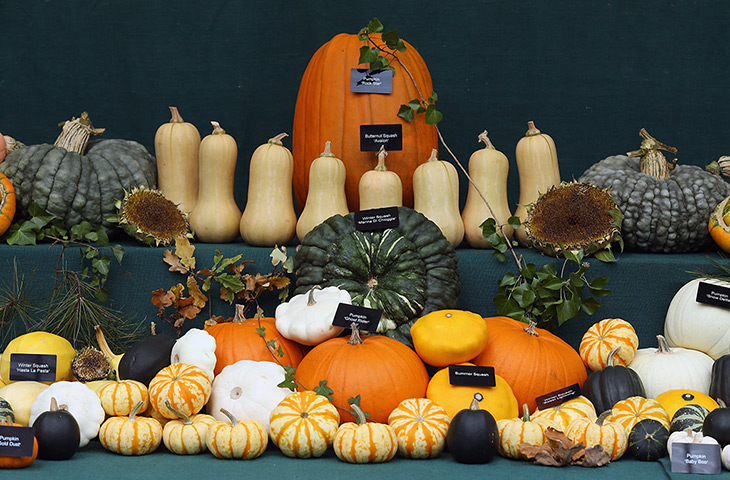 Harvest festival: A selection of pumpkins and squash
