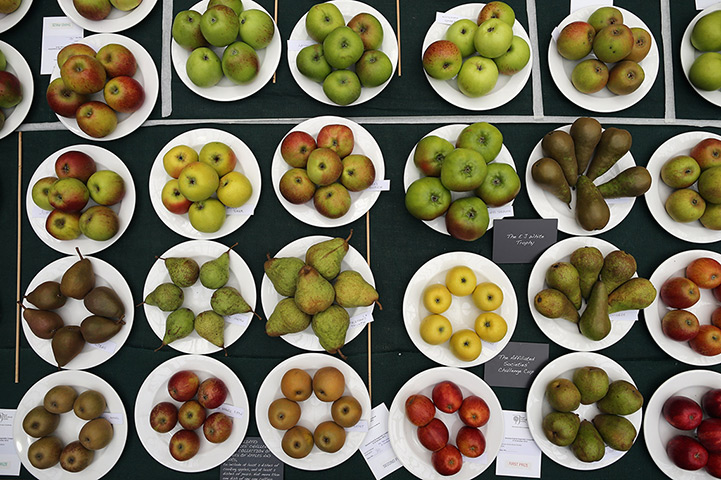 Harvest festival: A selection of fruit displayed on a judging bench