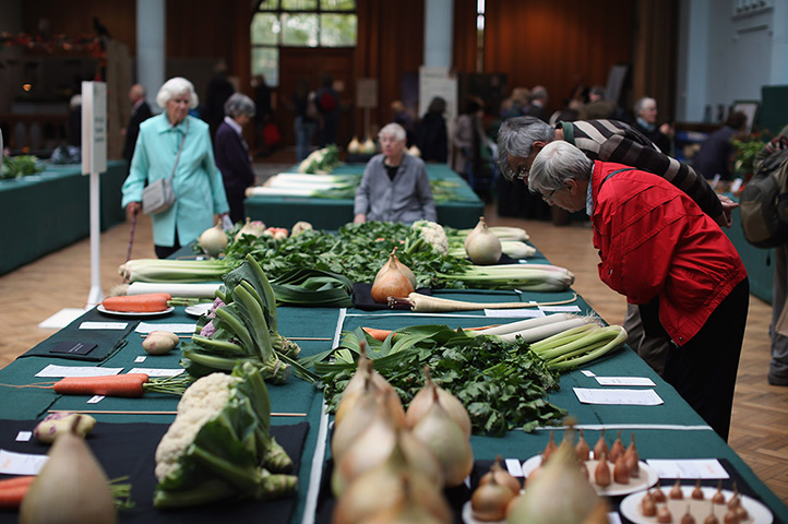 Harvest festival: Vegetables are displayed on a judging bench