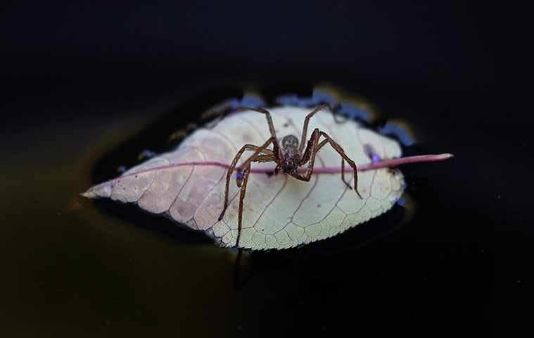 Week in wildlife: Spider on autumn leaf