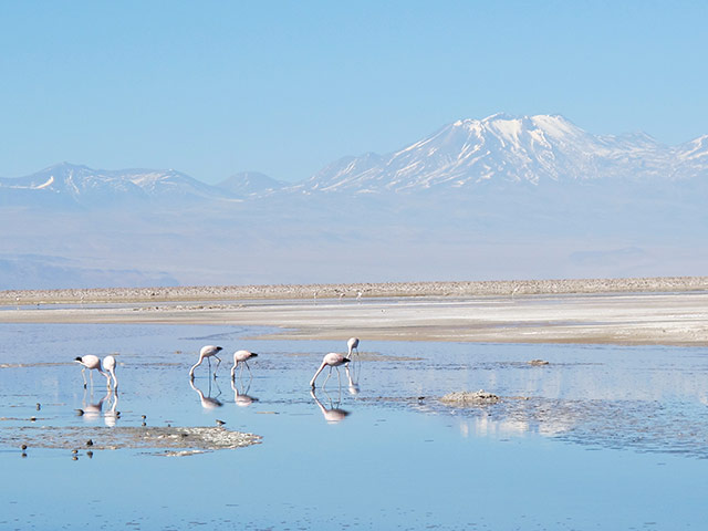 Week in wildlife: flamingos on the Atacama salt lake (Chaxas Lagoon) 