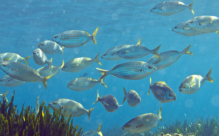 Week in wildlife: Mediterranean bream fish (Sarpa salpa) 