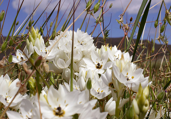 Week in wildlife: Wild flowers bloom near Darling 