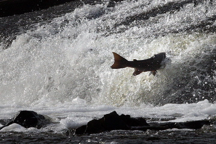 Week in wildlife: Salmon leap up the Ettrick water in Selkirk