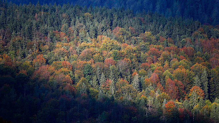 Week in wildlife: Autumn colored trees are pictured in Schoenau at the Koenigssee lake