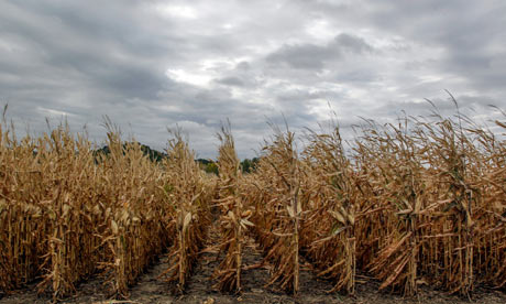 Unharvested corn stands south of Council Bluffs, Iowa