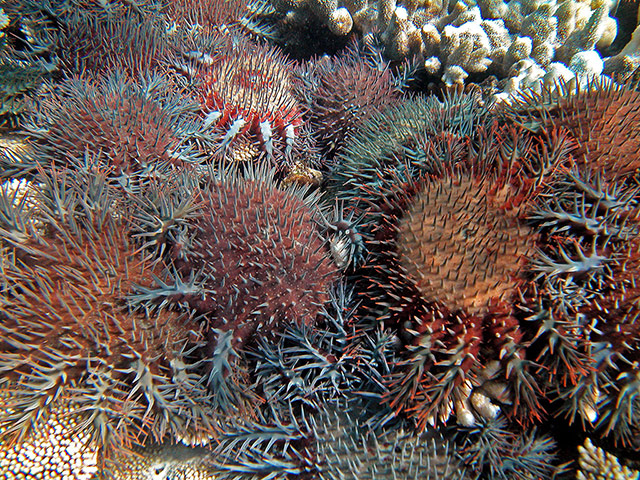 Week in wildlife: CORAL COVER STUDY GREAT BARRIER REEF