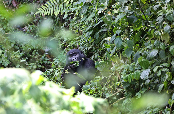 Week in wildlife: Bwindi National Park Gorilla Tracking