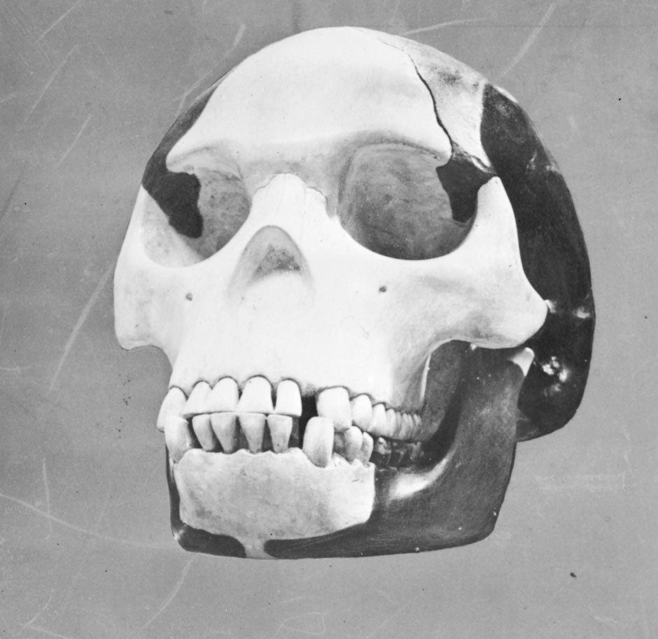 http://static.guim.co.uk/sys-images/Guardian/Pix/pictures/2012/10/12/1350047285146/Skull-of-the-famous-hoax--001.jpg