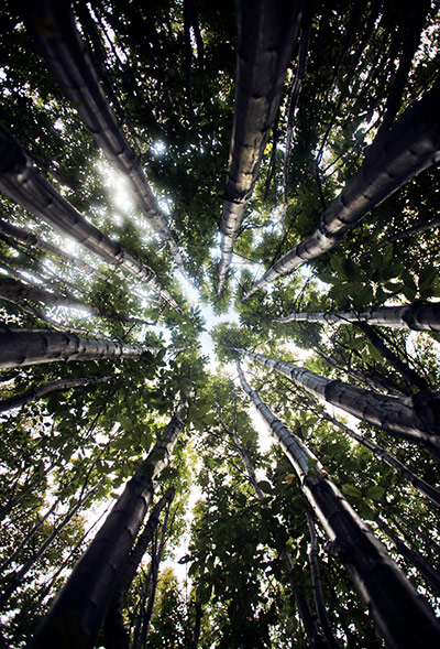 Green shoots: about patterns