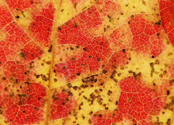 Green shoots: about patterns