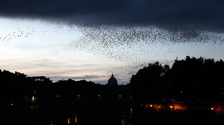 24 hours: Starlings fill the sky around the dome of Saint Peter's Basilica