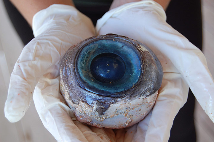 24 hours: Scientists puzzled by giant eye found on a beach in Florida