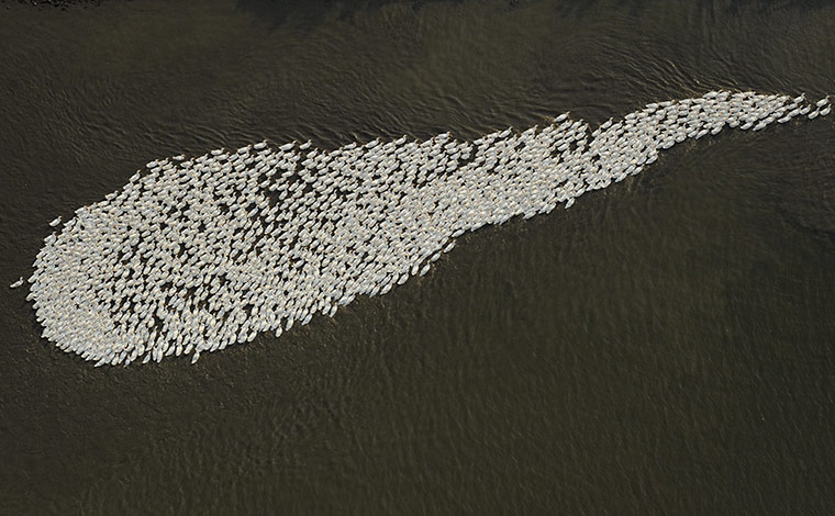Twenty Photographs: A flock of geese swim in a branch of Yangtze river in Dongtu, China