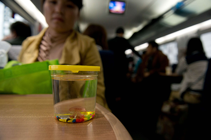 24 hours: Weifeng, China: A woman sits with her pet jellyfish on a high-speed train