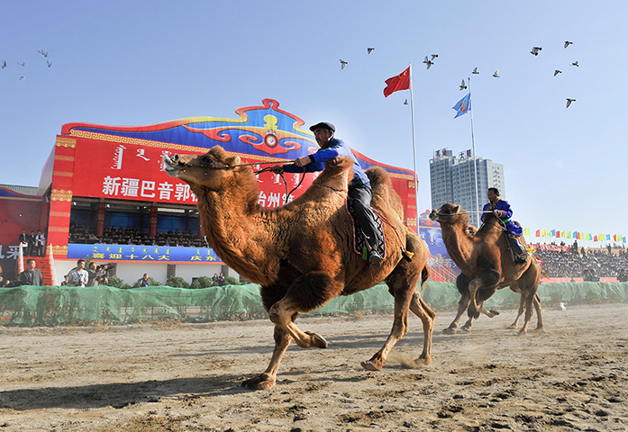 24 hours: China: Camel racing