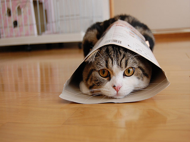 For the LOL of Cats: Maru by Mugumogu