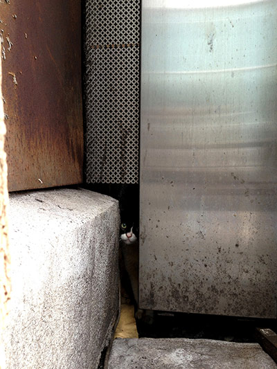 For the LOL of Cats: Stray Cat, Kabukicho by Toru Umeda