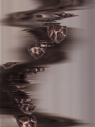 For the LOL of Cats: Cat Scan by Schotb