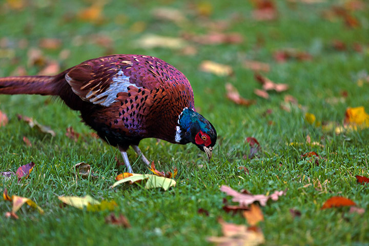 1987 Storm: National Trust and Royal Kew garden Wakehurst Place near Haywards Heath