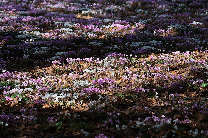 1987 Storm: National Trust and Royal Kew garden Wakehurst Place near Haywards Heath