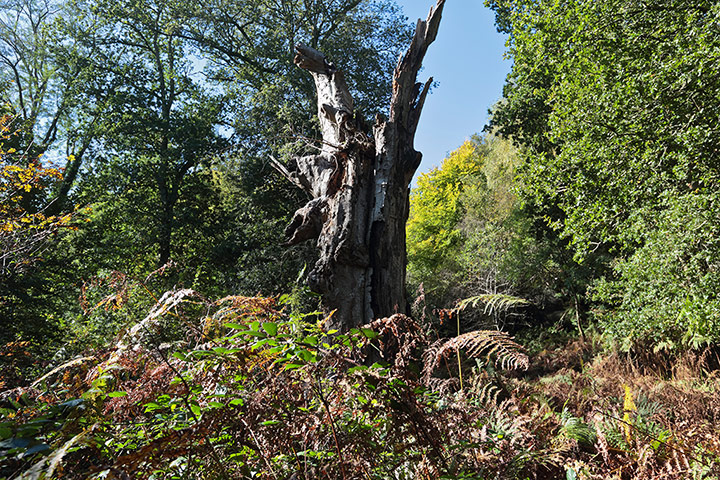 1987 Storm: National Trust and Royal Kew garden Wakehurst Place near Haywards Heath
