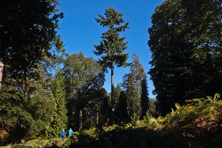 1987 Storm: National Trust and Royal Kew garden Wakehurst Place near Haywards Heath