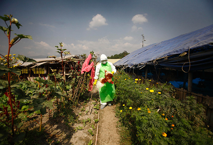 24 hours: Bode, Nepal: A poultry farm infected by bird flu
