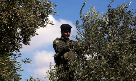 Olives in the West Bank