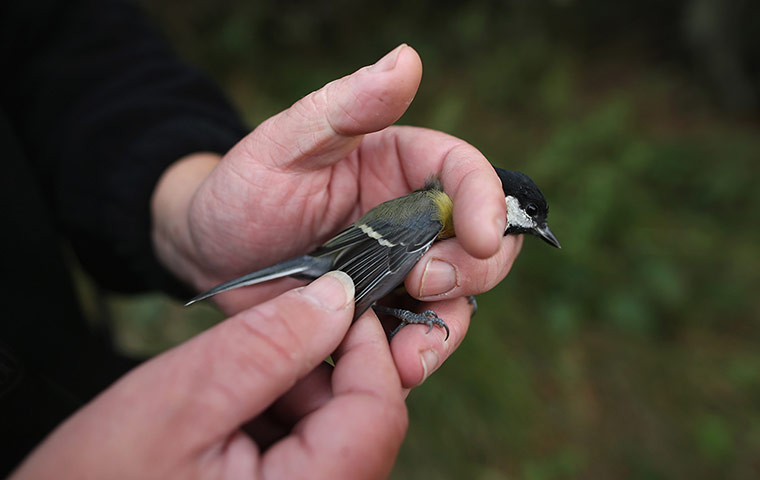 Spurn Head: Migratory Birds Are Ringed At Yorkshire Wildlife Trust's Spurn Point