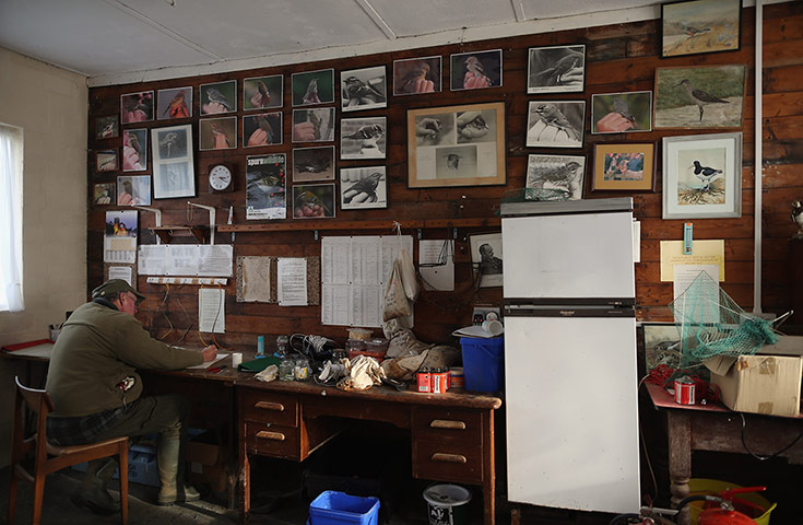 Spurn Head: Migratory Birds Are Ringed At Yorkshire Wildlife Trust's Spurn Point