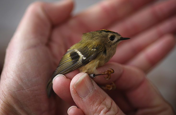 Spurn Head: Migratory Birds Are Ringed At Yorkshire Wildlife Trust's Spurn Point