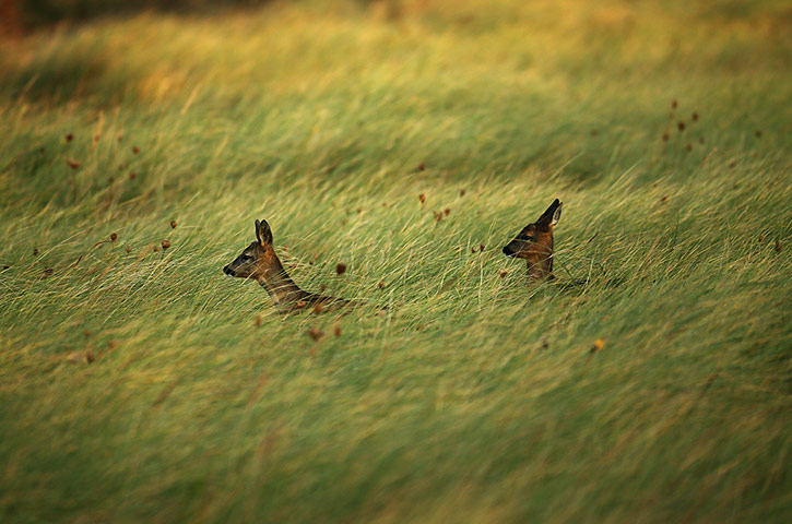 Spurn Head: Migratory Birds Are Ringed At Yorkshire Wildlife Trust's Spurn Point