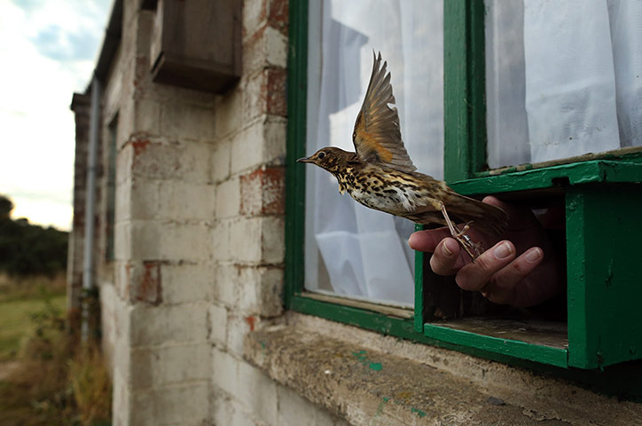 Spurn Head: Migratory Birds Are Ringed At Yorkshire Wildlife Trust's Spurn Point