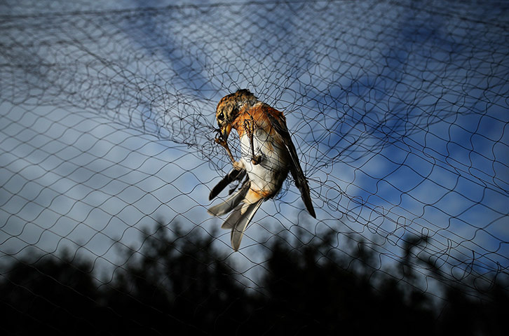 Spurn Head: Migratory Birds Are Ringed At Yorkshire Wildlife Trust's Spurn Point