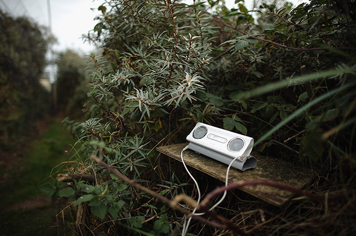 Spurn Head: Migratory Birds Are Ringed At Yorkshire Wildlife Trust's Spurn Point