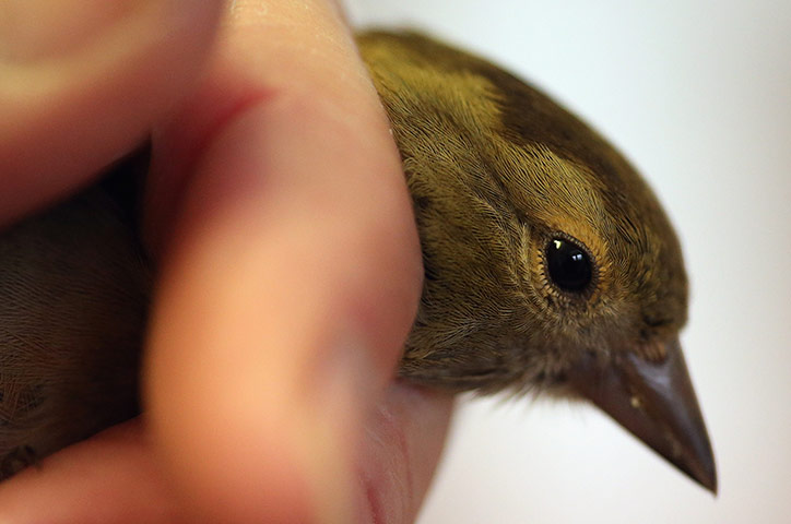 Spurn Head: Migratory Birds Are Ringed At Yorkshire Wildlife Trust's Spurn Point