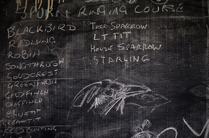 Spurn Head: Migratory Birds Are Ringed At Yorkshire Wildlife Trust's Spurn Point