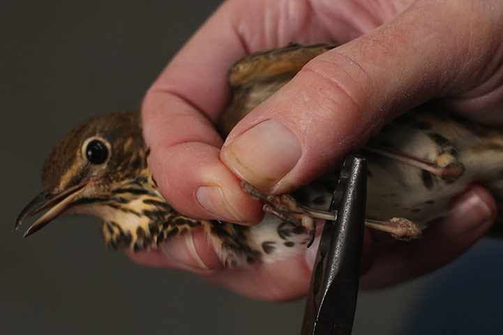 Spurn Head: Migratory Birds Are Ringed At Yorkshire Wildlife Trust's Spurn Point